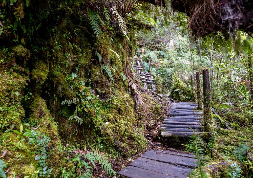 Parque Nacional Pumalín Douglas Tomkins. Parque Nacional Pumalín Douglas Tomkins.