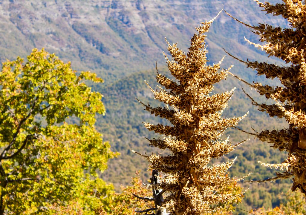 Parque Nacional Radal Siete Tazas en otoño. Parque Nacional Radal Siete Tazas en otoño.