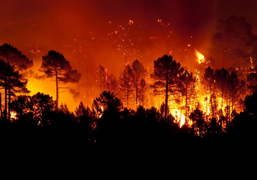 vista nocturna de un incendio forestal, con árboles entre las llamas vista nocturna de un incendio forestal, con árboles entre las llamas