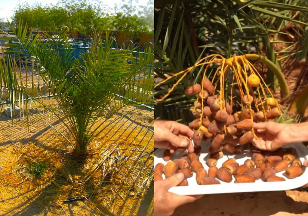 Date Palm Date Palm