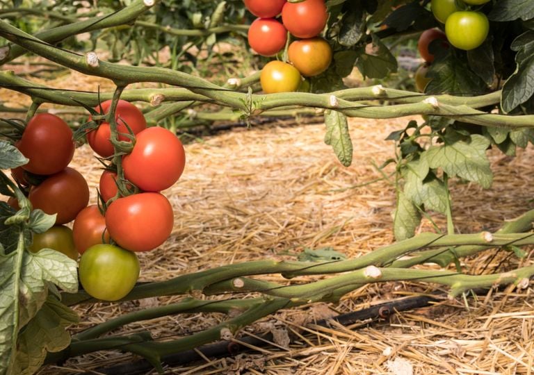 Calendario del huerto: qué plantar en junio y cuáles son las tareas del primer mes del verano