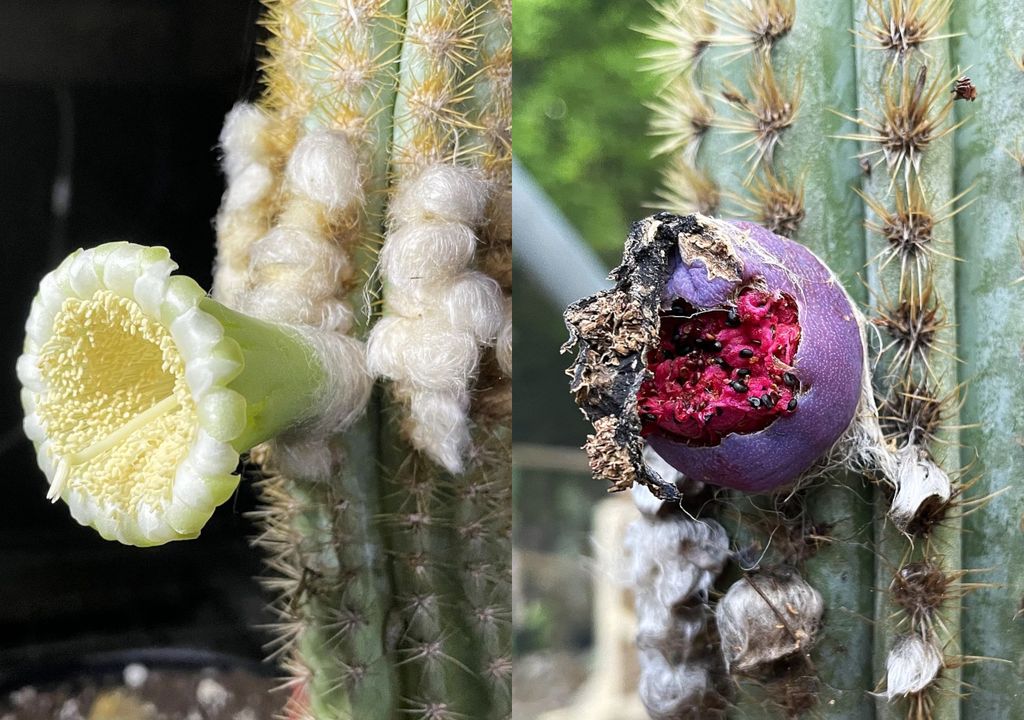 Algunas de las características de la especie incluyen flores que huelen a ajo y frutos que varían entre el rojo y el púrpura brillante. Algunas de las características de la especie incluyen flores que huelen a ajo y frutos que varían entre el rojo y el púrpura brillante.