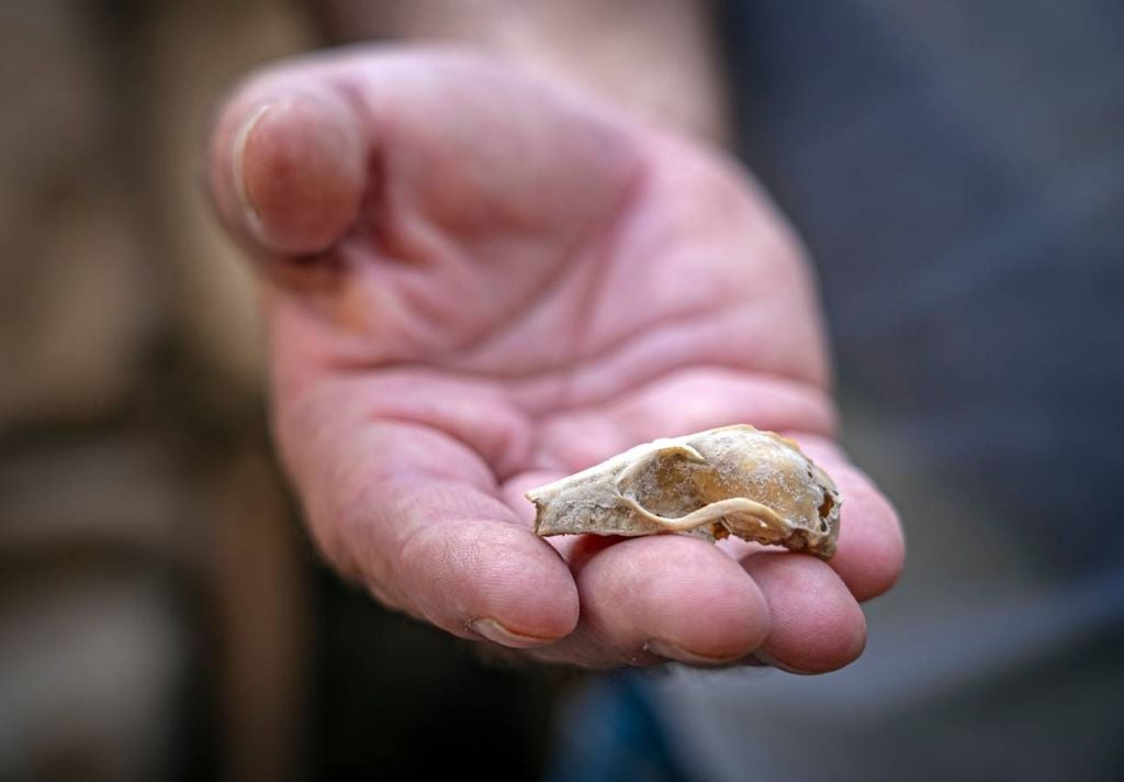 Das Skelett einer Fledermaus half den Archäologen bei der Datierung des Gebäudes. Credit: Yaniv Berman, Stadt David. Das Skelett einer Fledermaus half den Archäologen bei der Datierung des Gebäudes. Credit: Yaniv Berman, Stadt David.