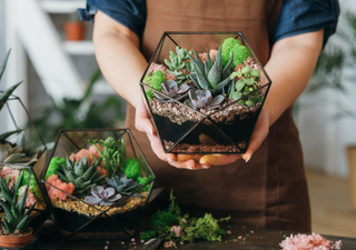 Día de la madre 2025: las mejores plantas para regalar a mamá este 10 de mayo