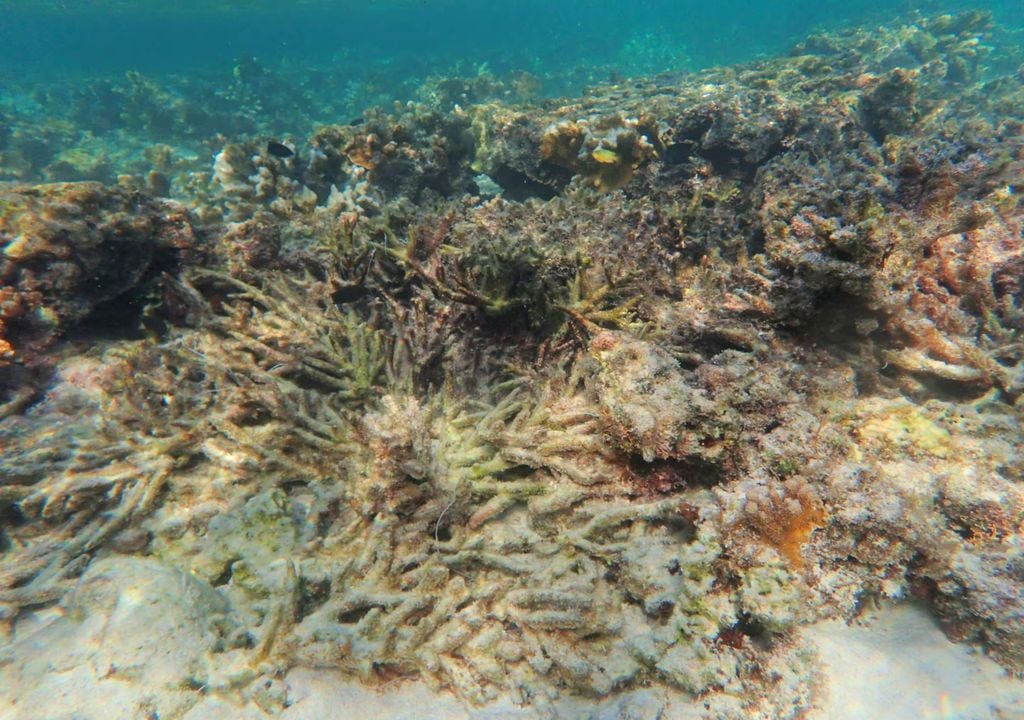 Os recifes de corais que foram destruídos atuam como barreiras naturais no oceano. Os recifes de corais que foram destruídos atuam como barreiras naturais no oceano.