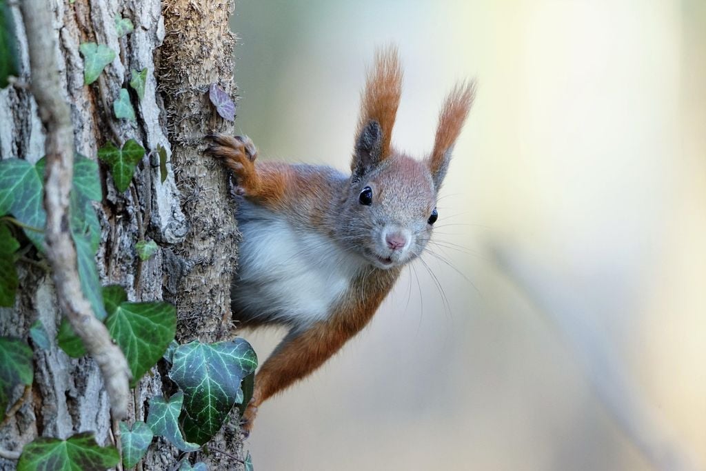 Eichhörnchen Eichhörnchen