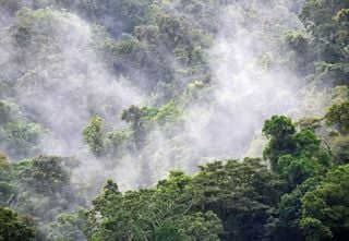 Mito de los “pulmones del mundo”: experto aclara el verdadero papel de la Amazonía en la producción de oxígeno