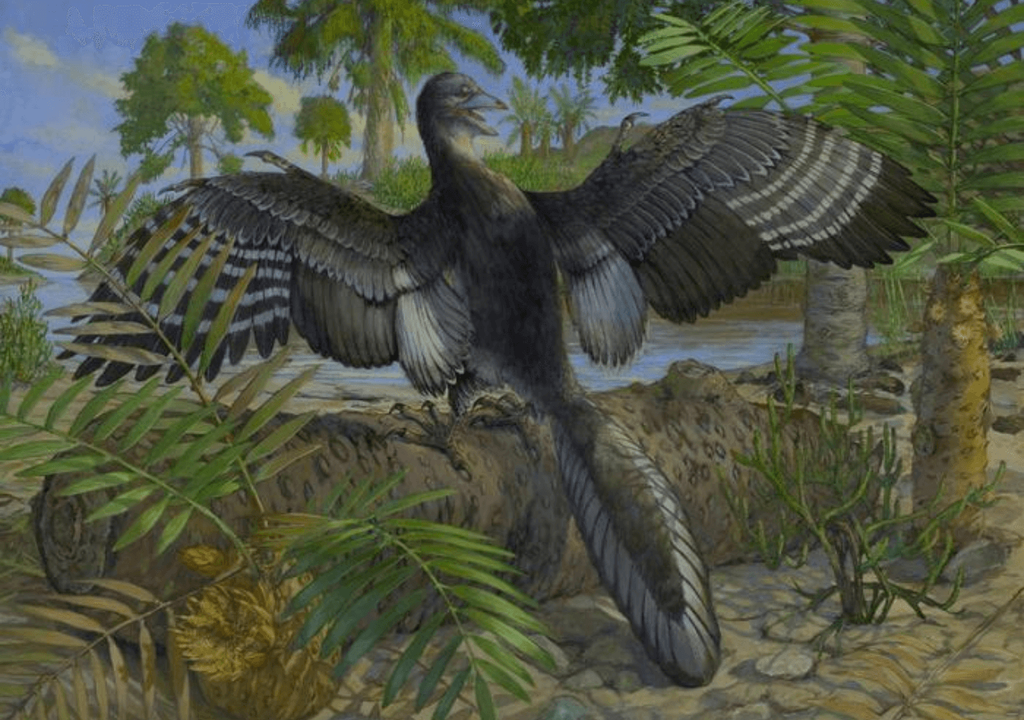 Archaeopteryx Archaeopteryx
