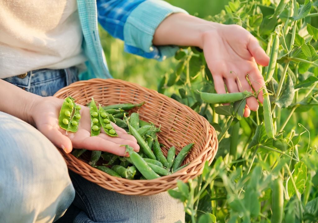 peas peas