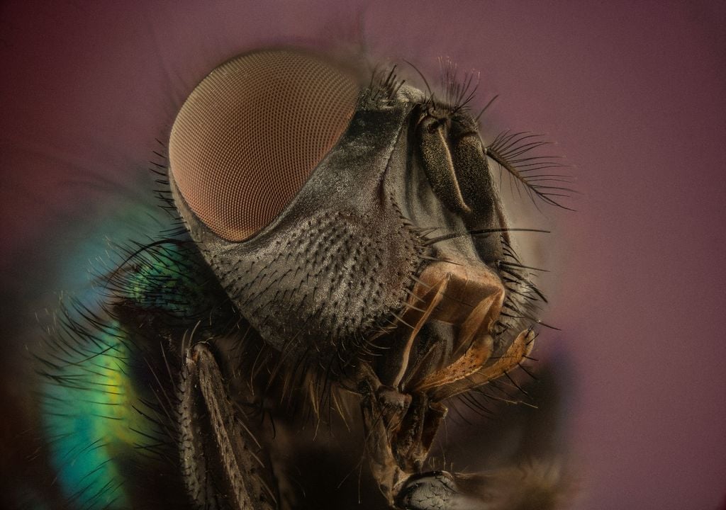 Les mouches ont des yeux complexes qui leur permettent de se poser sur notre peau, de manger et de décoller rapidement, généralement en évitant nos coups. Image : CC Les mouches ont des yeux complexes qui leur permettent de se poser sur notre peau, de manger et de décoller rapidement, généralement en évitant nos coups. Image : CC