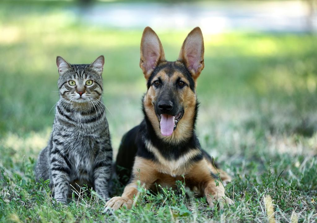 cane e gatto cane e gatto