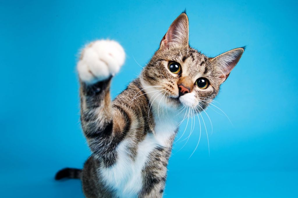 Estudios recientes han demostrado una asociación entre tener mascotas y mejores niveles de estrés. Estudios recientes han demostrado una asociación entre tener mascotas y mejores niveles de estrés.