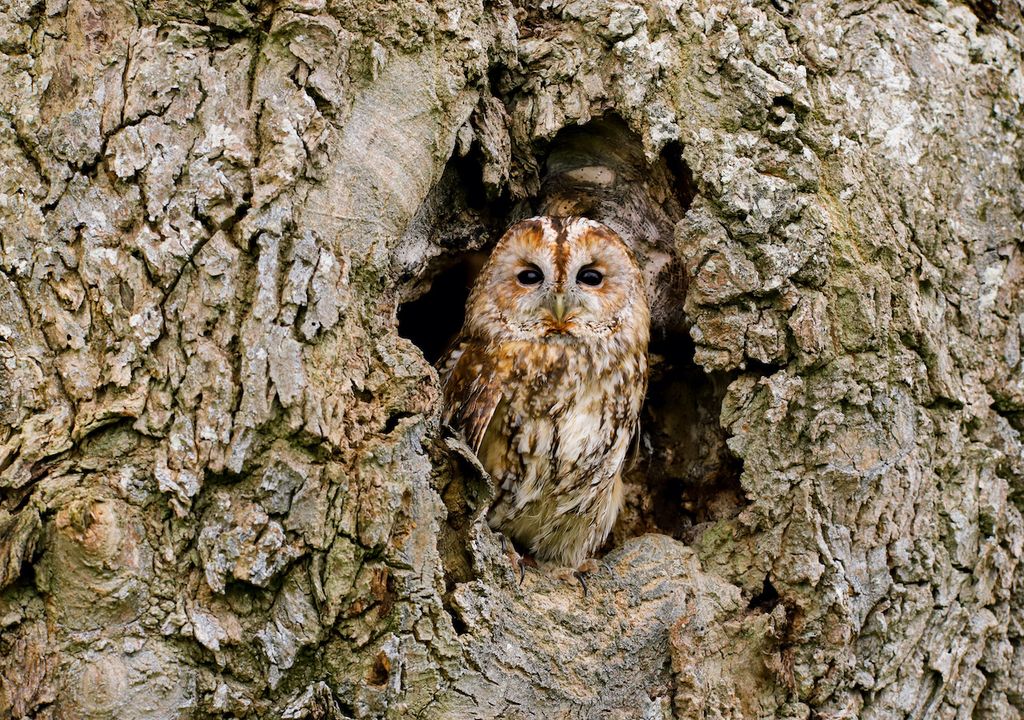 The UK's native woodlands are as threatened as their wildlife. The UK's native woodlands are as threatened as their wildlife.