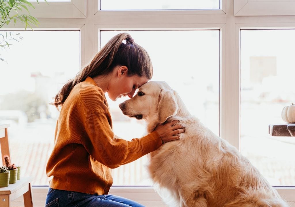 perros perros