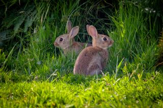 Tired of Squirrels and Rabbits Ruining Your Garden? Try These Simple Spring Tricks