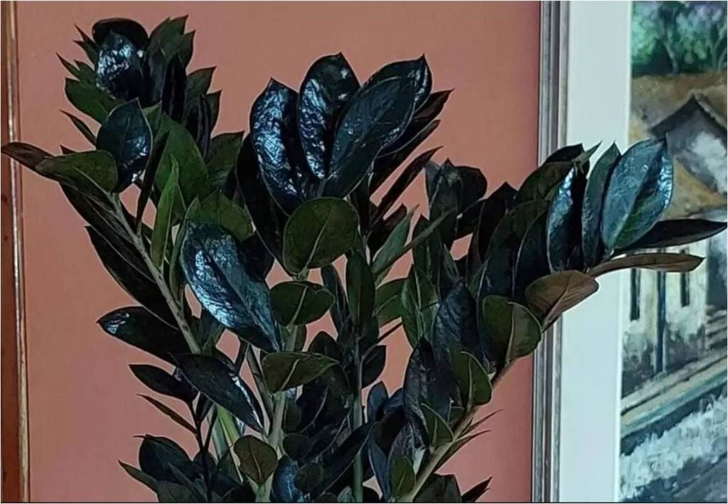 Zamioculca preta Zamioculca preta
