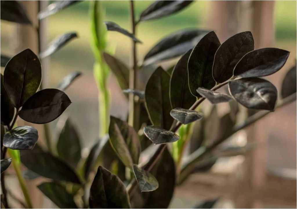 Zamioculca preta Zamioculca preta
